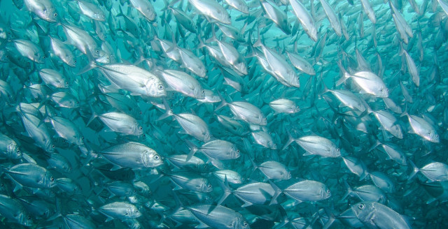 A school of fish is a metaphor for a phishing attack